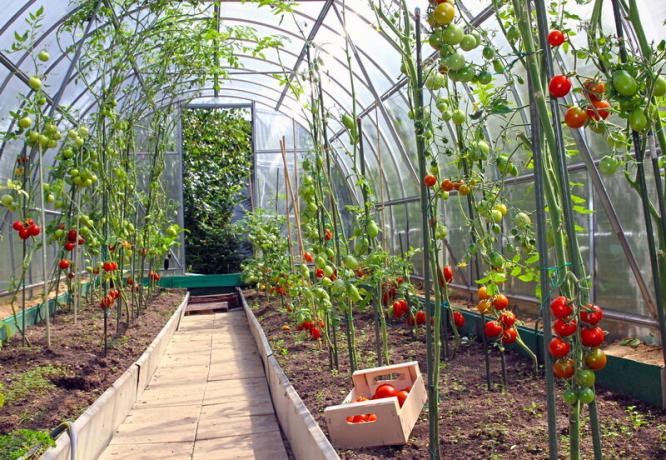 Auga pomidorai šiltnamyje. Iliustracija straipsnyje naudojamas standartinis licencijos © ofazende.ru