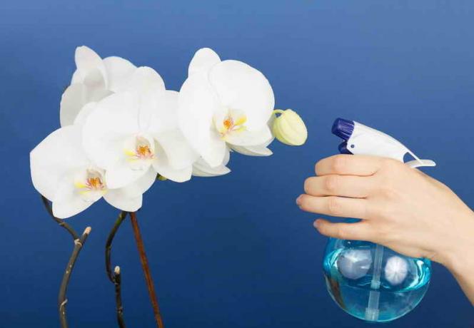 Kaip padaryti, kad Phalaenopsis Orchid žydėti?