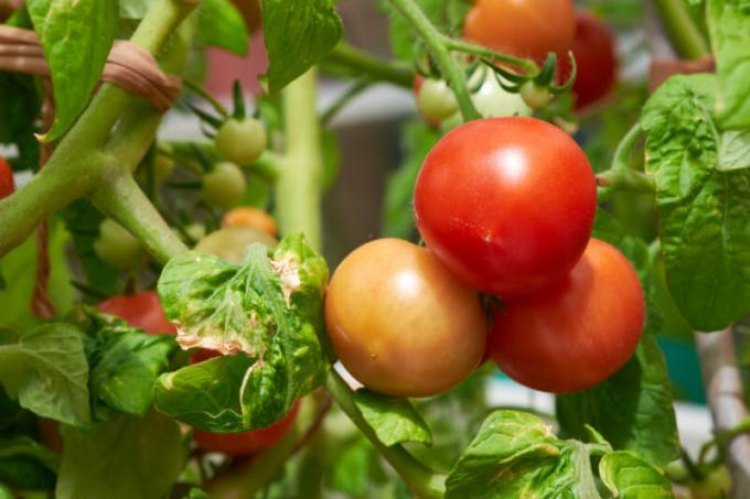 "Rusty" rudos rudos dėmės ant pomidorų lapų pasakyti, kad jūsų sodinimo skubiai reikia veiksmingos pagalbos. Iliustracija straipsnyje naudojamas standartinis licencijos © ofazende.com