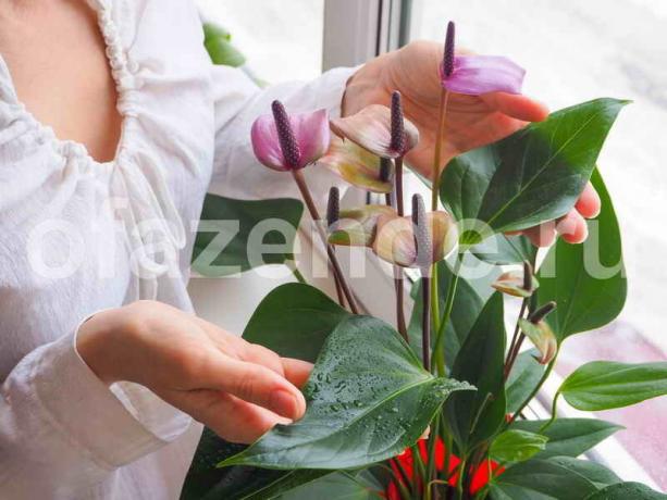 Augantys kambarines gėles. Iliustracija straipsnyje naudojamas standartinis licencijos © ofazende.ru