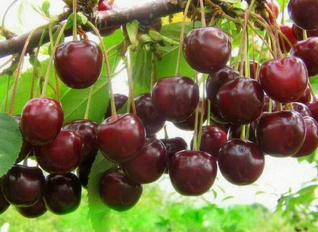 Kaip tręšti vyšnių uogų buvo didelis ir saldus
