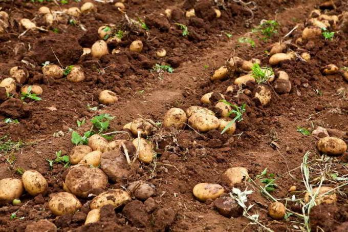 Kaip apsaugoti bulves nuo degeneracijos