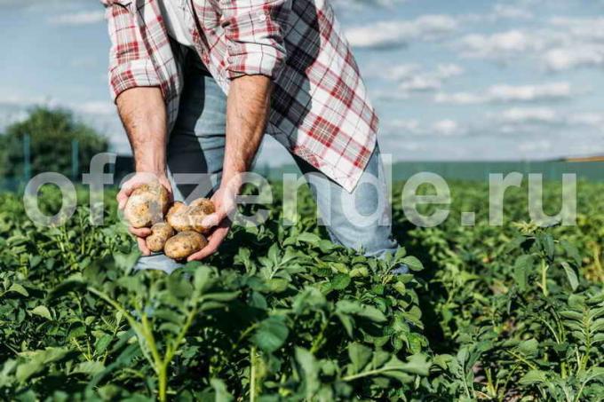 Rūpinimasis bulvių. Iliustracija straipsnyje naudojamas standartinis licencijos © ofazende.ru