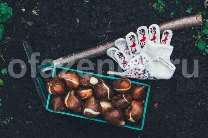 Apželdinimas tulpių svogūnėlių. Iliustracija straipsnyje naudojamas standartinis licencijos © ofazende.ru