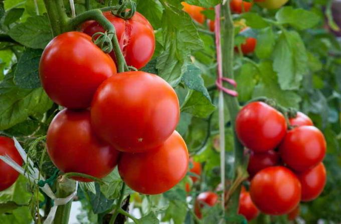 Priežiūros pomidorai. Iliustracija straipsnyje naudojamas standartinis licencijos © ofazende.ru