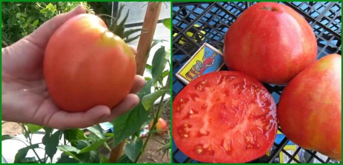 5 Geriausias pelningumo ir produktyvių veislių pomidorus auginti šiltnamyje ir atviro srityje 2020