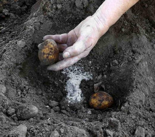 Be pelenų, kai sodinimo bulves. Iliustracija straipsnyje naudojamas standartinis licencijos © ofazende.ru