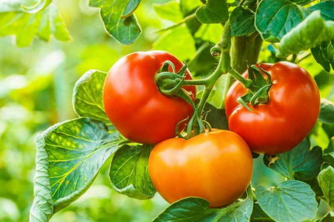 Derliaus pomidorai. Iliustracija straipsnyje naudojamas standartinis licencijos © ofazende.ru