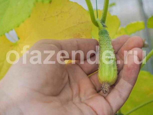  Augantys agurkai. Iliustracija straipsnyje naudojamas standartinis licencijos © ofazende.ru