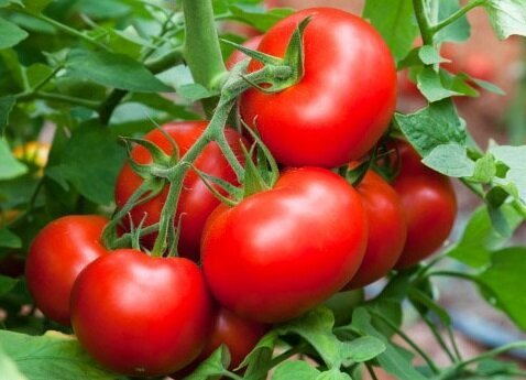 Efektyvūs būdai, kurie padės augti saldžių pomidorų
