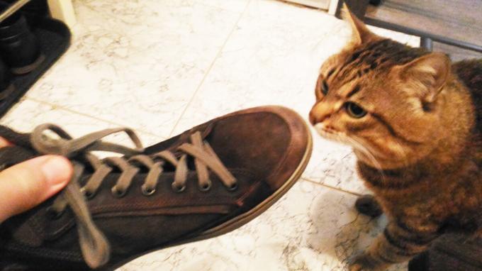 Priėmimas batai mano katė.