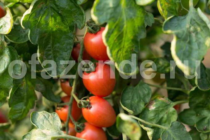 Auga pomidorai šiltnamyje. Iliustracija straipsnyje naudojamas standartinis licencijos © ofazende.ru