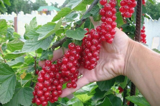 Sveikata Elixir - raudonieji serbentai: kaip augti ir gauti gerą derlių