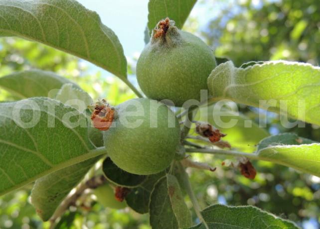 "Apple Crumble - Feed medis