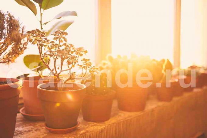 Augantys vazoniniai augalai balkonas. Iliustracija straipsnyje naudojamas standartinis licencijos © ofazende.ru
