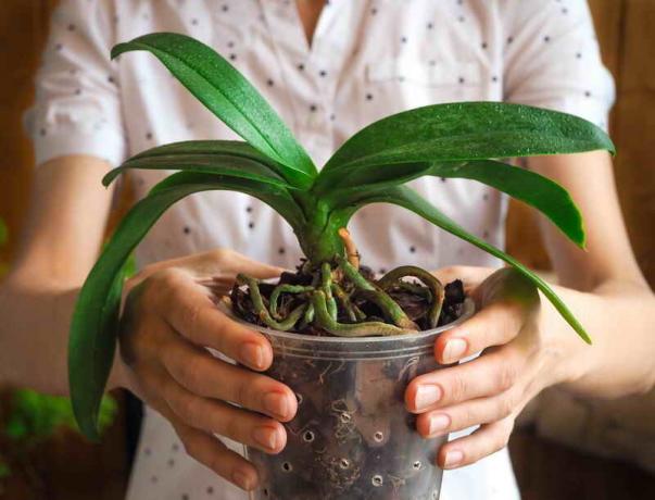 Kodėl orchidėja šaknys yra sausa, ir atkreipti dėmesį į puodą? Signalas, kad atėjo laikas imtis veiksmų