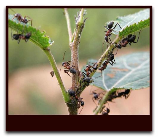 Kaip vieną dieną sklypas atsikratyti skruzdžių per visą sezoną, be cheminių medžiagų naudojimo