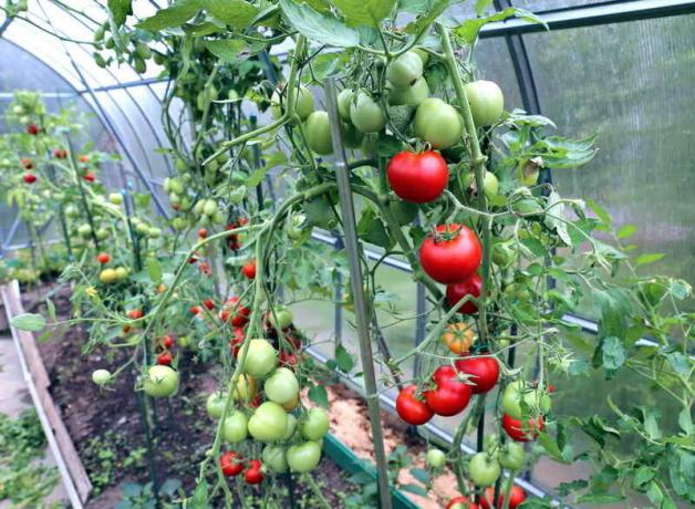 Rūpinimasis pomidorus į šiltnamį (Nuotrauka naudojamas pagal standartinį licencijos © ofazende.ru)