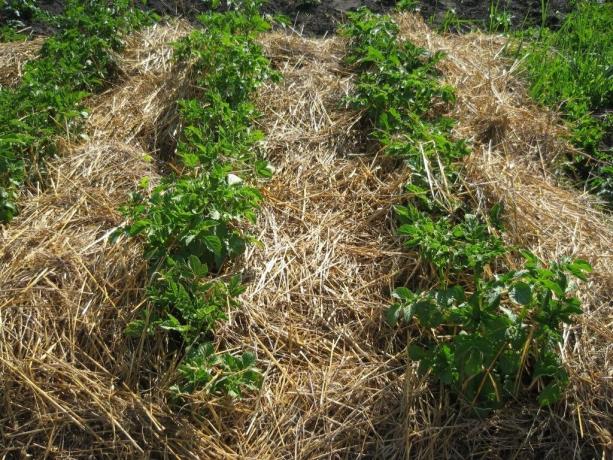 Sodinimo bulvių metodas pagal šiaudų, kuri suteikia gerą derlių