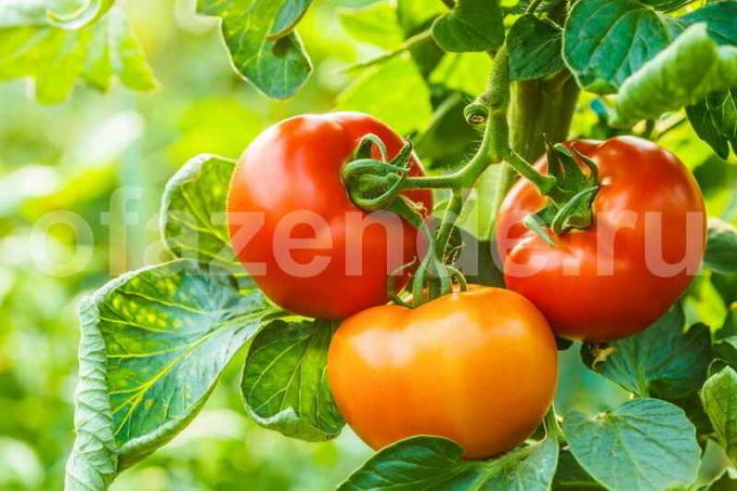 Augantys pomidorai. Iliustracija straipsnyje naudojamas standartinis licencijos © ofazende.ru