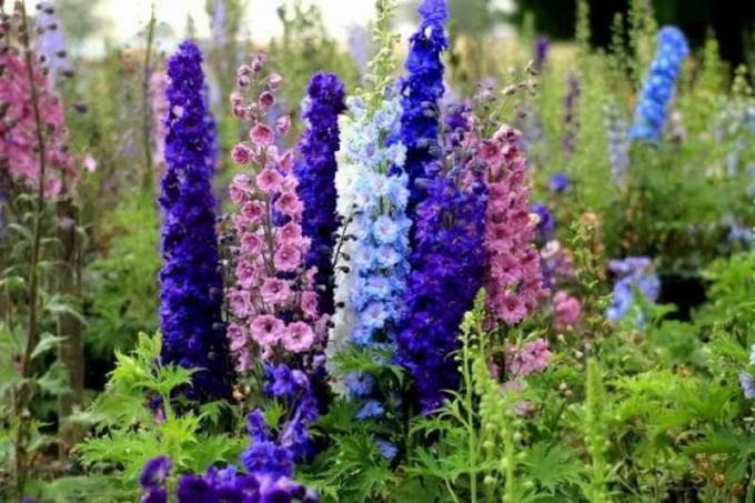 Augantis delphiniums iš sėklų namuose