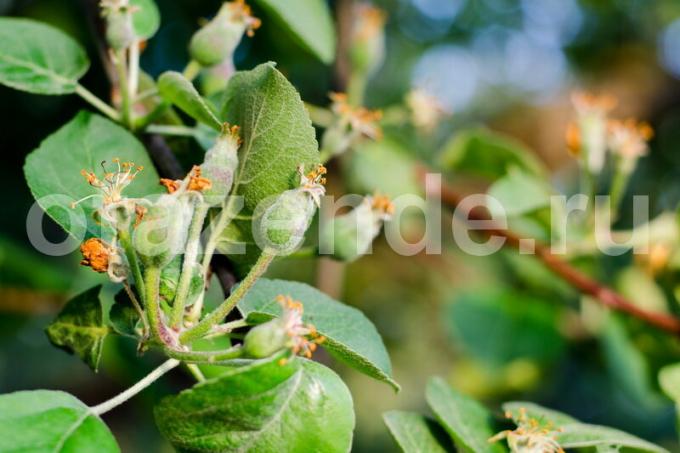 Auga obelis. Iliustracija straipsnyje naudojamas standartinis licencijos © ofazende.ruVy augti obuolių? 