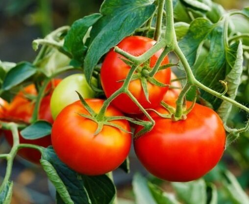Kaip pratęsti pomidorų vaisinės rugpjūčio
