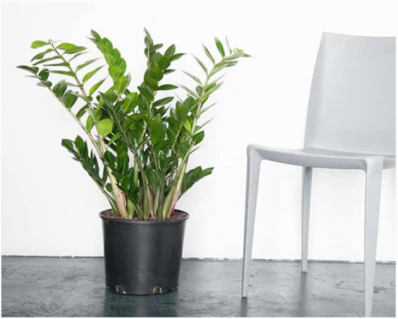Zamiokulkas - augalas, kuris atrodo kietas interjerą. Iliustracijos straipsnyje paimtas iš interneto