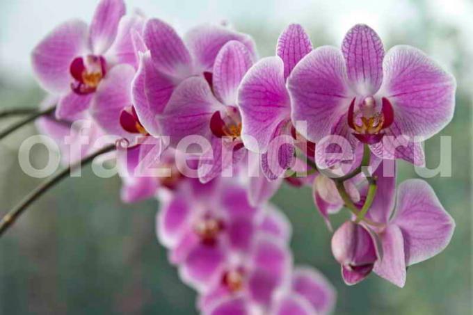 Augantys orchidėjų. Iliustracija straipsnyje naudojamas standartinis licencijos © ofazende.ru