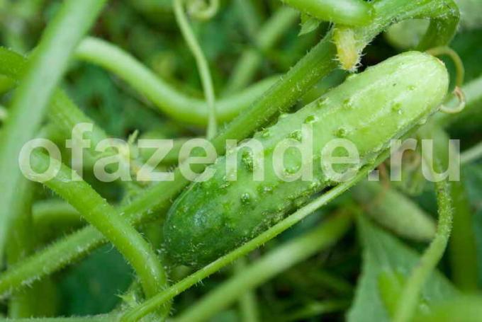 Turtingas agurkų derlius. Iliustracija straipsnyje naudojamas standartinis licencijos © ofazende.ru