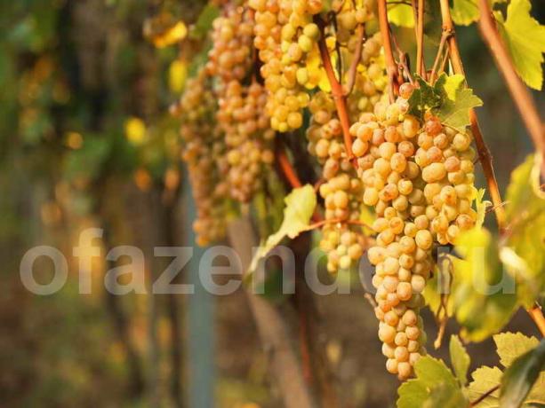 Mes surinkta augti vynuoges? Prašome perskaityti mūsų patarimų!