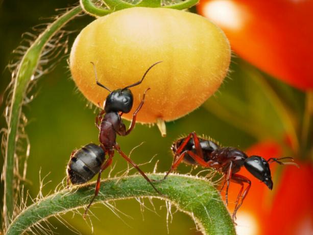 Poilsiautojai kasmet bando rasti geriausius būdus sodo skruzdėlės. Iliustracija straipsnyje naudojamas standartinis licencijos © ofazende.ru