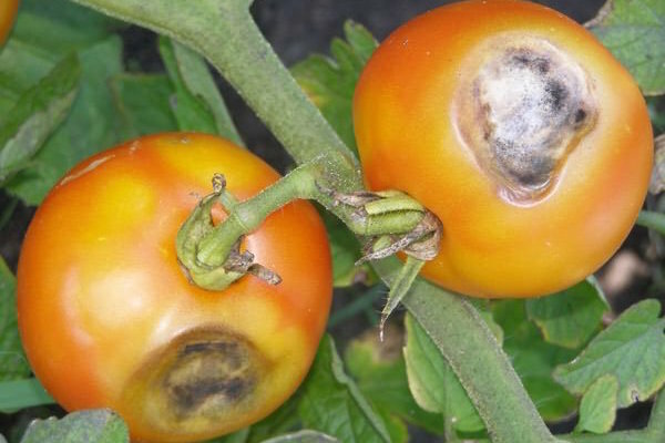 Ruda-rudos dėmės ant pomidorų lapų: kas tai yra ir kaip kovoti