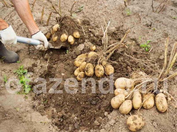Puikus derlius bulvių metodu Balabanov
