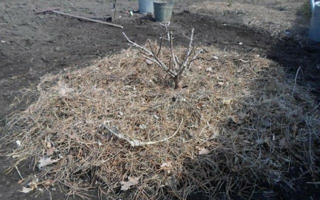 Iliustracija šiame straipsnyje yra paimtas iš viešų šaltinių