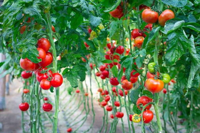 Petnešos pomidorai. Iliustracija straipsnyje naudojamas standartinis licencijos © ofazende.ru