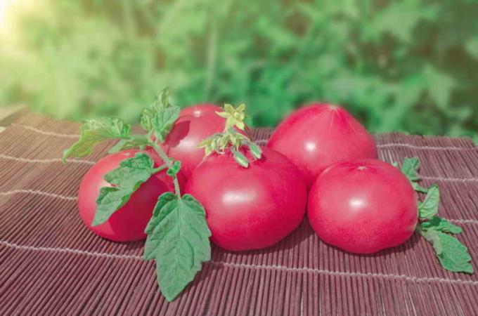 Vintage rožiniai pomidorai. Iliustracija straipsnyje naudojamas standartinis licencijos © ofazende.ru