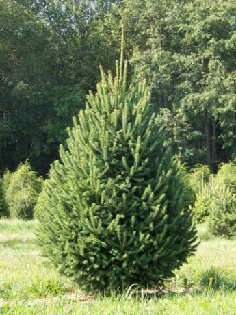 Kanados eglė (Picea glauca)