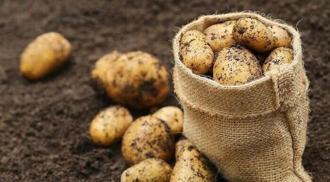 Kaip paruošti dirvą rudenį pagal bulvių ir tada gauti gerą derlių