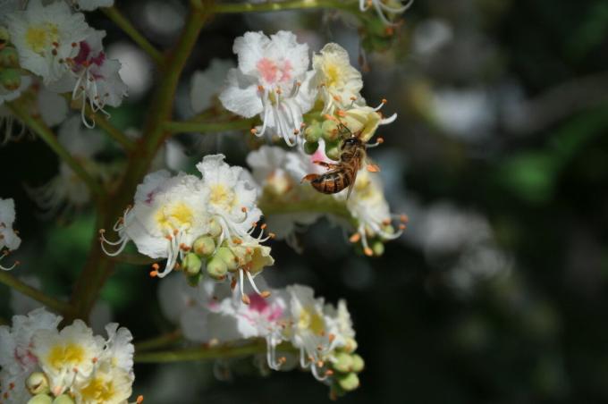 Kaip kaštonų medus padeda išgydyti daugelį ligų, ir kodėl jis yra laikomas savo sveikatos ir ilgaamžiškumo šaltinis