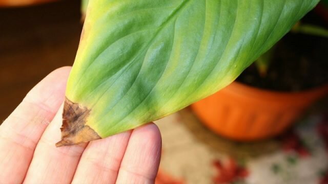 Atogrąžų gražus Spathiphyllum reaguoja į sausumą ir šilumą vienas iš pirmųjų