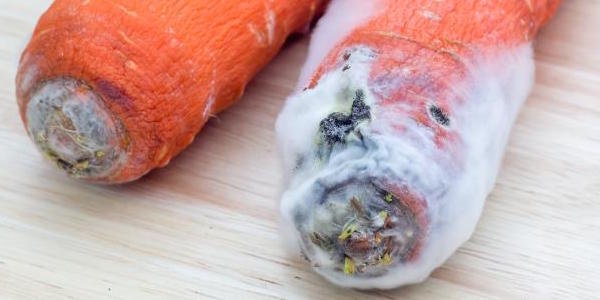 Ką daryti, jei morkos pradeda pūti sandėliuose