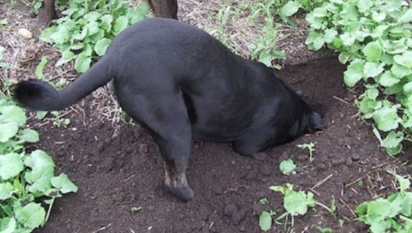 Kaip išgąsdinti kaimynystėje šunys kasti daržo ir paleisti aplink sodo lovos