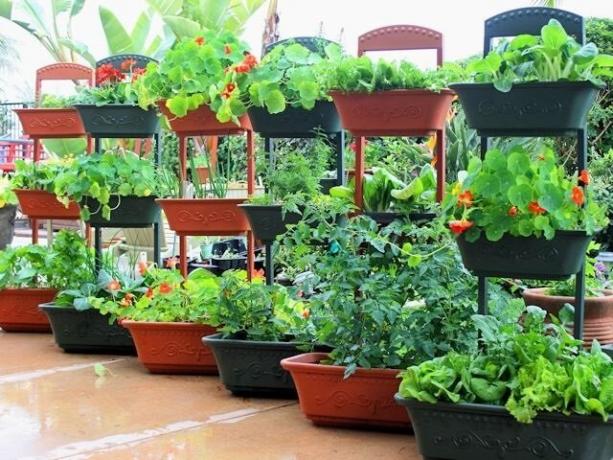 Kaip auginti daržovių konteinerius