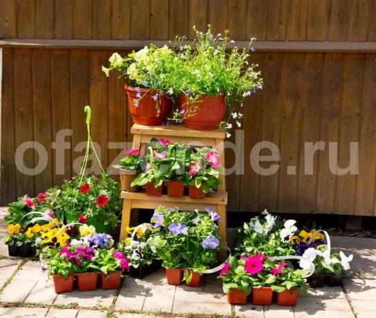 Augantys petunias. Iliustracija straipsnyje naudojamas standartinis licencijos © ofazende.ru