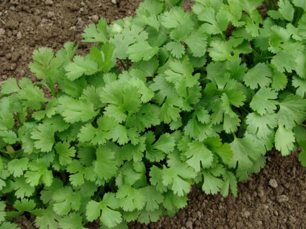 Jei norite gauti ankstyvo žali, petražolės auga naudoti per sodinukai. Iliustracija straipsnyje naudojamas standartinis licencijos © ofazende.ru
