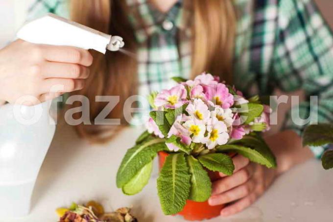 Močiutės patarimai kambarinių augalų