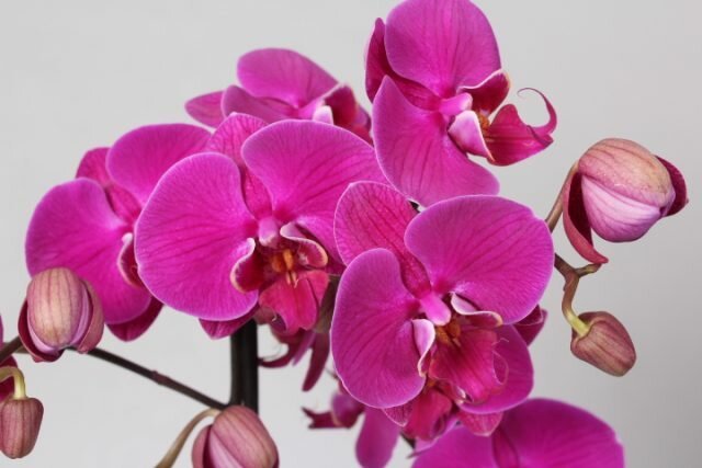 Kaip rūpintis žydėjimo orchidėja, kad ji klestėjo tol, kol įmanoma