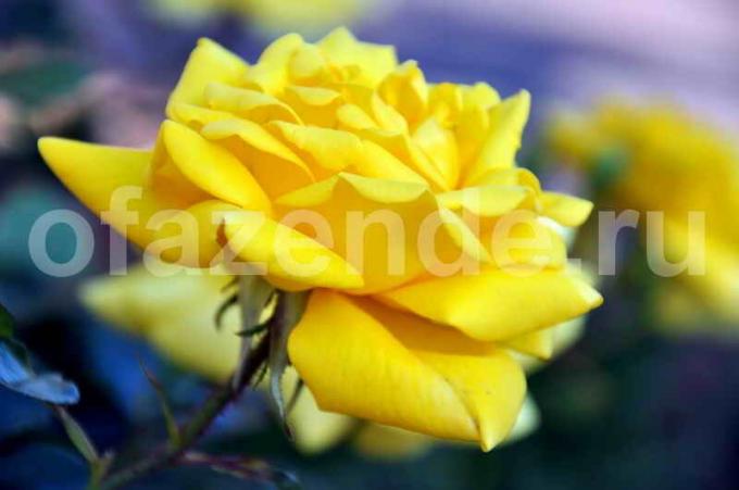 Gražus rožių. Iliustracija straipsnyje naudojamas standartinis licencijos © ofazende.ru