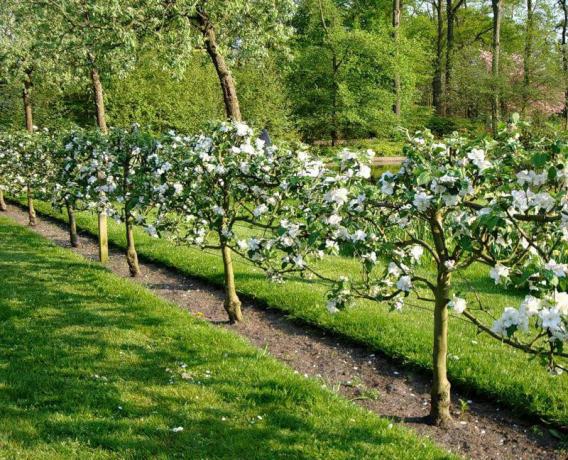 Gyvatvorių su šviežių uogų ir vaisių savo sode: patarimų sodininkams